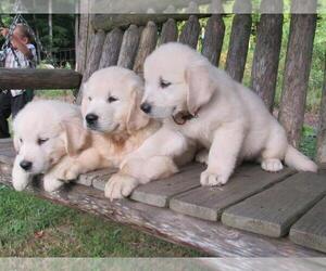 Golden Retriever Puppy for sale in MILLVILLE, MA, USA