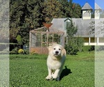 Small Photo #10 Great Pyrenees Puppy For Sale in FLOYD, VA, USA
