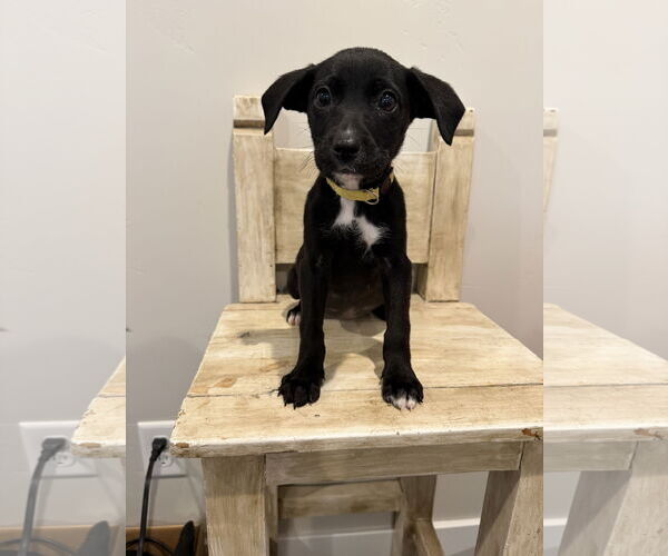 Medium Photo #1 Labrador Retriever-Unknown Mix Puppy For Sale in MIDWAY, UT, USA