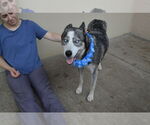 Small #1 Siberian Husky Mix