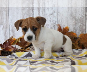 Jack Russell Terrier-Jug Mix Puppy for sale in SHILOH, OH, USA