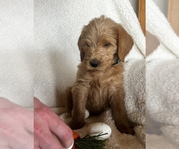Medium Photo #7 Goldendoodle Puppy For Sale in PEYTON, CO, USA