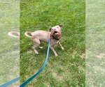 Small #3 American Pit Bull Terrier-Staffordshire Bull Terrier Mix
