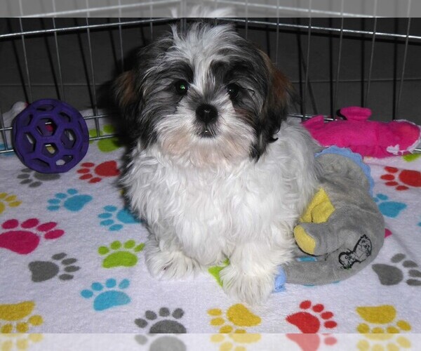 Medium Photo #9 Mal-Shi Puppy For Sale in ORO VALLEY, AZ, USA