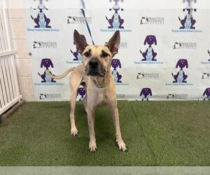 Medium German Shepherd Dog Mix
