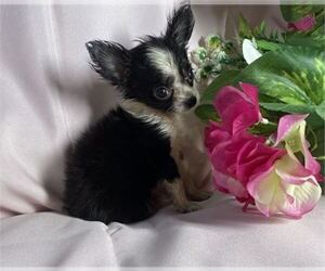 Chihuahua Puppy for sale in BOCA RATON, FL, USA