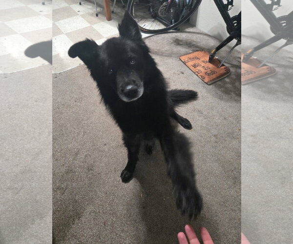 Medium Photo #2 Chow Chow-Unknown Mix Puppy For Sale in Davis, CA, USA