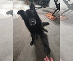 Small #1 Chow Chow Mix