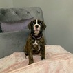 Small Photo #2 Boxer Puppy For Sale in NORCO, CA, USA