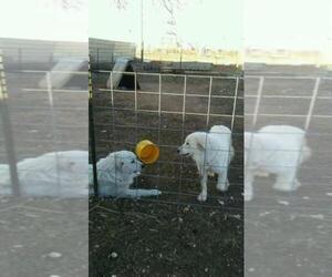 Mother of the Great Pyrenees puppies born on 10/31/2020