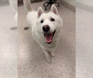Siberian Husky Dogs for adoption in Brighton, CO, USA