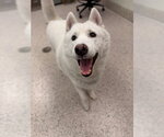 Small Siberian Husky