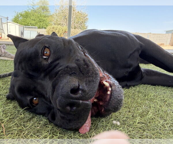 Medium Photo #3 Mutt Puppy For Sale in Goodyear, AZ, USA