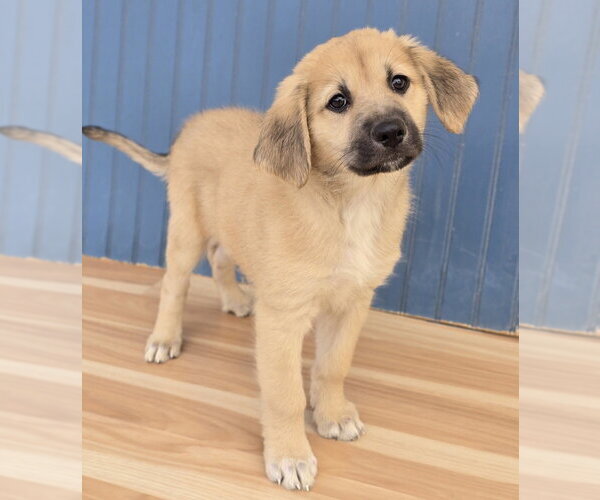 Medium Photo #2 Labrenees Puppy For Sale in Lakewood, CO, USA