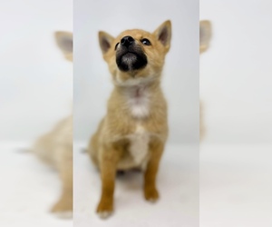 Finnish Spitz-Shiba Inu Mix Puppy for sale in MONCLOVA, OH, USA