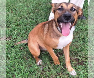 Medium Labrador Retriever Mix
