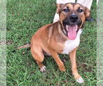 Small Labrador Retriever Mix