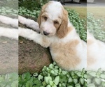 Small Photo #22 Poodle (Standard) Puppy For Sale in RICHMOND, IL, USA