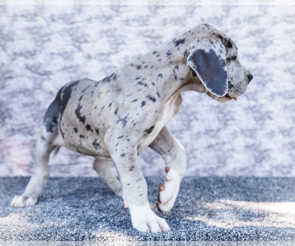 Medium Photo #11 Great Dane Puppy For Sale in WAKARUSA, IN, USA