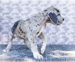 Small #10 Great Dane
