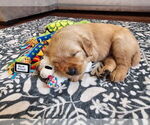 Small Photo #6 Golden Retriever Puppy For Sale in WASECA, MN, USA