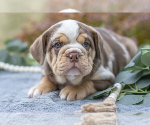 Medium Photo #2 Beabull Puppy For Sale in MILLERSBURG, OH, USA