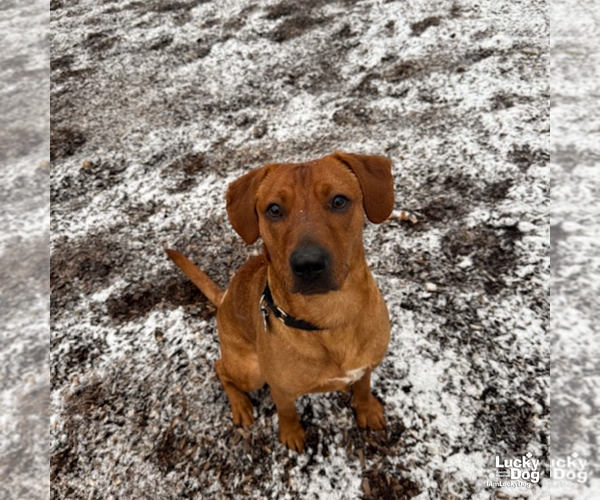 Medium Photo #11 Labrador Retriever-Retriever  Mix Puppy For Sale in Washington, DC, USA