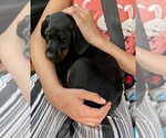 Small Photo #2 Doberman Pinscher Puppy For Sale in COLUMBUS, OH, USA
