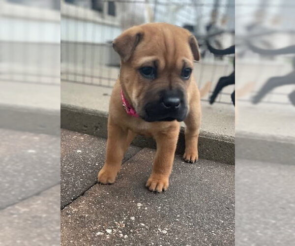 Medium Photo #2 Mutt Puppy For Sale in New London, WI, USA