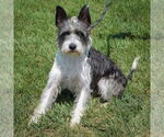 Small #4 Mutt