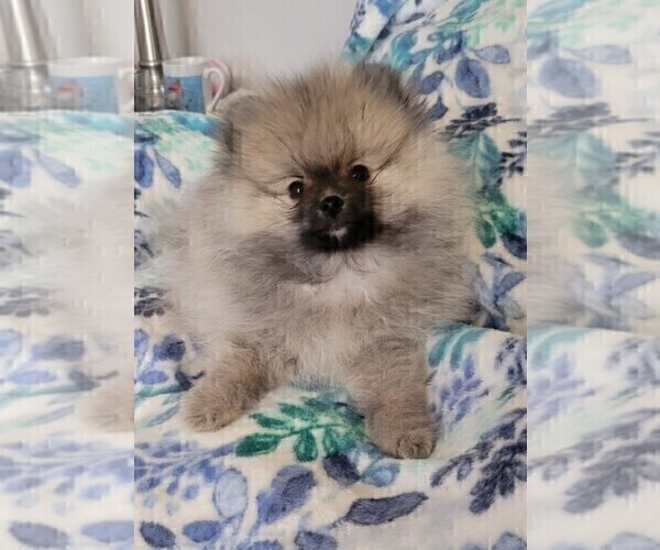 Medium Photo #2 Pomeranian Puppy For Sale in MENIFEE, CA, USA