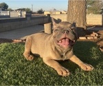Small #38 French Bulldog