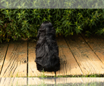 Small #4 Cocker Spaniel