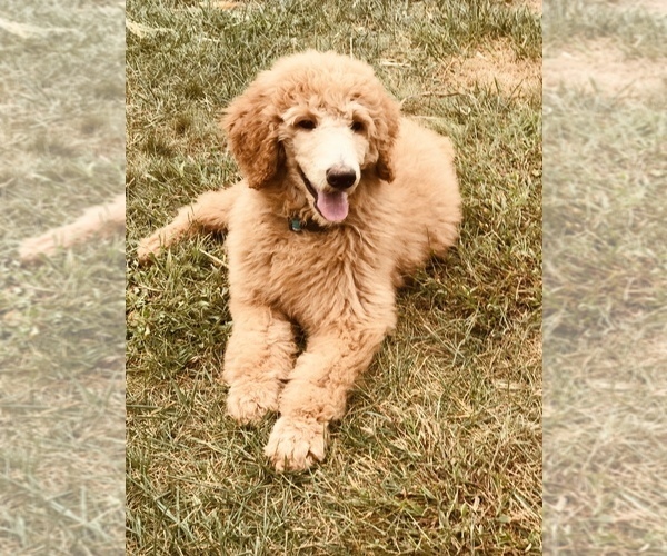 Medium Photo #1 Poodle (Standard) Puppy For Sale in CHRISTIANA, DE, USA