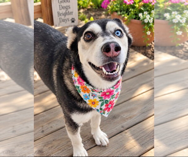 Medium Photo #3 Siberian Husky-Unknown Mix Puppy For Sale in Euless, TX, USA