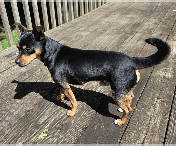 Medium Photo #3 Mutt Puppy For Sale in Brooklyn Center, MN, USA