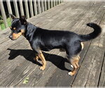 Small #2 Mutt