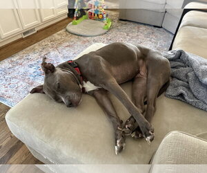 Faith - Female American Pit Bull Terrier Dog for Adoption - Photo #13