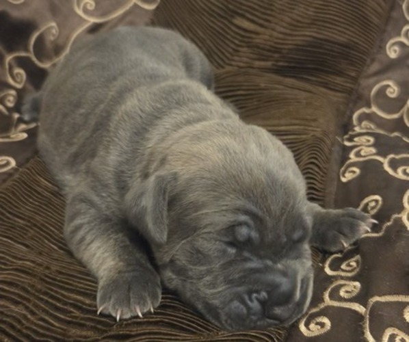 Medium Photo #1 Cane Corso Puppy For Sale in HENDERSON, NV, USA