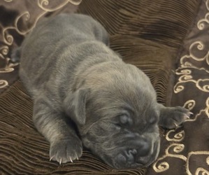 Cane Corso Puppy for sale in HENDERSON, NV, USA