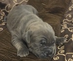 Image preview for Ad Listing. Nickname: Zena