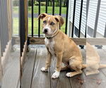 Small #15 Labrador Retriever Mix