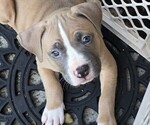 Puppy King American Bully