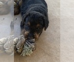 Litter of 5 - Male(s) and Female(s) Airedale TerrierLitter of Puppies for Sale - Photo #11