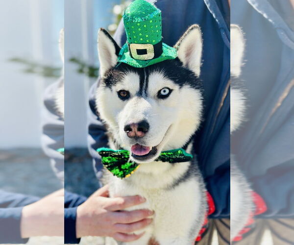 Medium Photo #1 Siberian Husky Puppy For Sale in Manahawkin, NJ, USA