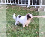 Small Shih Tzu Mix