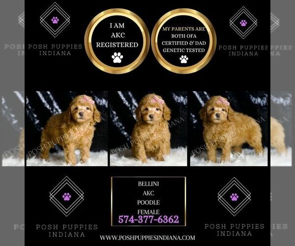 Medium Photo #4 Poodle (Miniature) Puppy For Sale in WARSAW, IN, USA