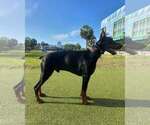 Small Photo #81 Doberman Pinscher Puppy For Sale in FORT LAUDERDALE, FL, USA