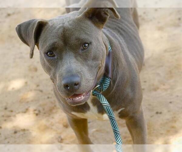 Medium Photo #1 American Staffordshire Terrier Puppy For Sale in Tallahassee, FL, USA