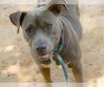 QUEEN - Female American Staffordshire Terrier Dog for Adoption - Small photo